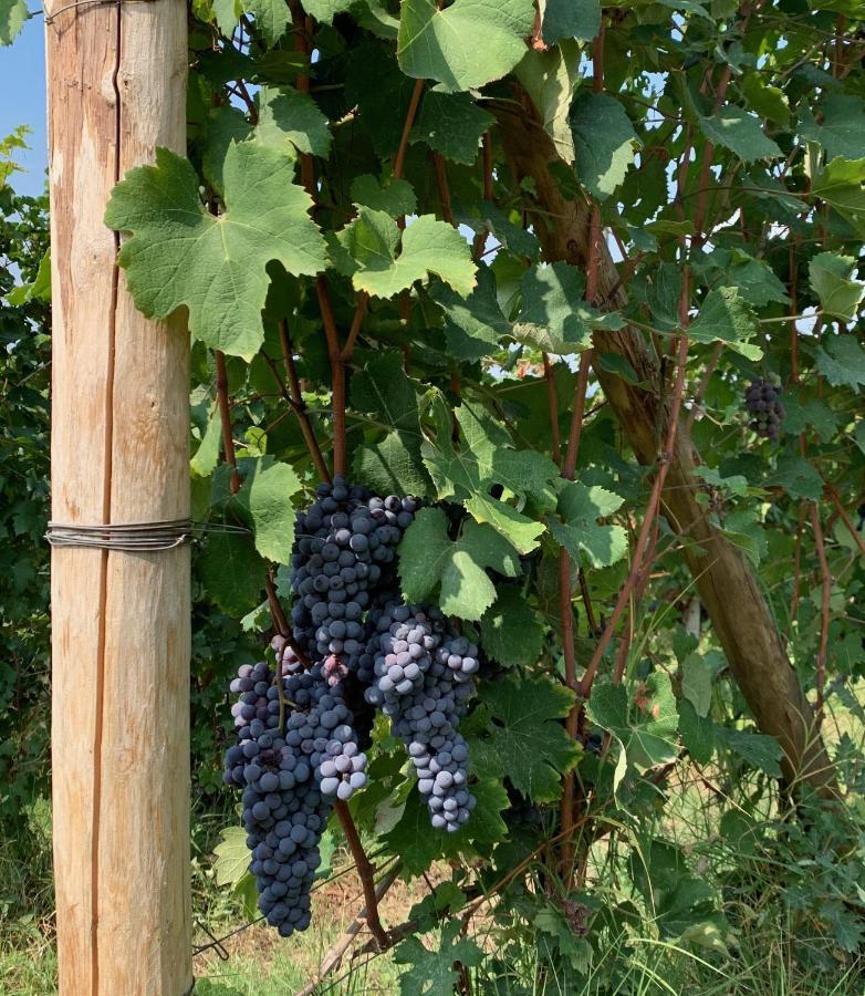مبيت وإفطار Serravalle delle Langhe La Luce Delle Colline المظهر الخارجي الصورة
